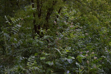 Fototapeta premium Trees, fields, grass, river collection
