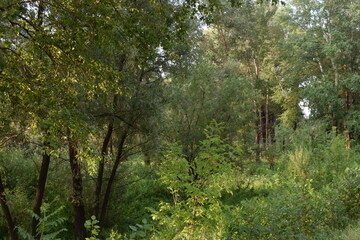 Trees, fields, grass, river collection