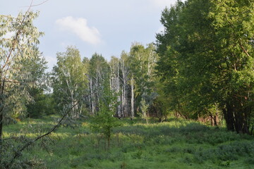 Trees, fields, grass, river collection