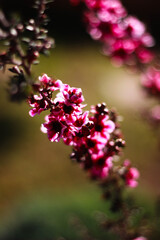 pink flowers in spring