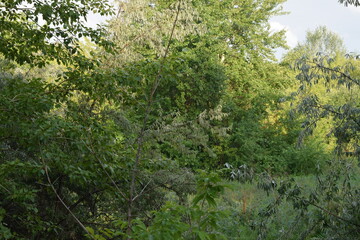 Trees, fields, grass, river collection