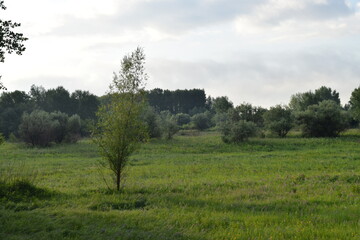 Trees, fields, grass, river collection