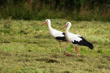 Fototapeta premium Two White storks, Ciconia ciconia standing on a freshly cut grass on a meadow in Estonia. 