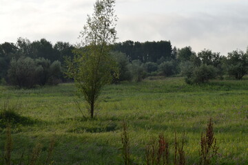 Fototapeta na wymiar Trees, fields, grass, river collection