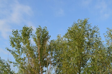 Trees, fields, grass, river collection