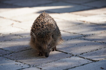 Kleiner Igel wach am Tag
