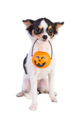Chihuahua holding a pumpkin-shaped lantern in its mouth on a white background