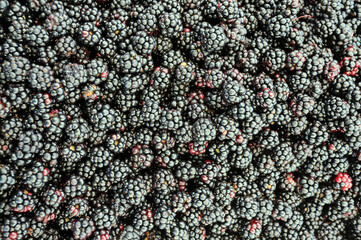 Blackberries pattern, blackberry full frame photo.