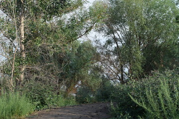 Trees, fields, grass, river collection
