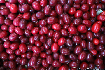 Red cornel berries pattern. Cornel berry.