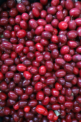 Red cornel berries pattern. Cornel berry.
