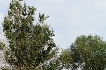 Trees, fields, grass, river collection