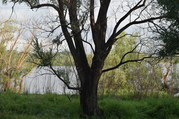 Trees, fields, grass, river collection