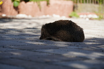 Kleiner Igel wach am Tag
