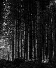 forest in the fog,Heath Warren Wood Hampshire, colourful woodland scenes