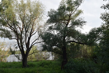 Trees, fields, grass, river collection