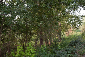 Trees, fields, grass, river collection