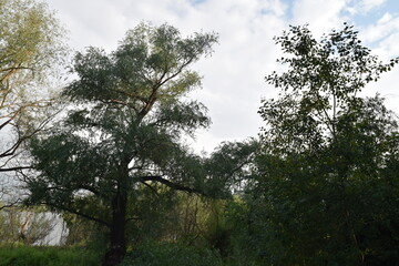Trees, fields, grass, river collection