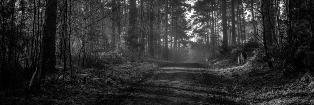 dark grunge background, Heath Warren Wood Hampshire, colourful woodland scenes