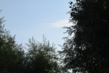 Trees, fields, grass, river collection