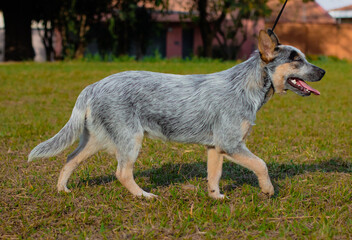 Rustic Heeler Kennel pupppy dog in park