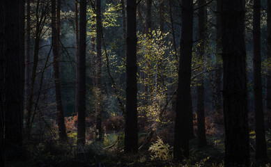 forest in the morning, Heath Warren Wood Hampshire, colourful woodland scenes