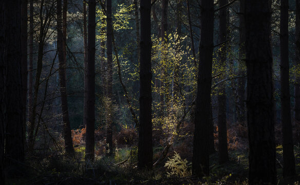 forest in the morning, Heath Warren Wood Hampshire, colourful woodland scenes