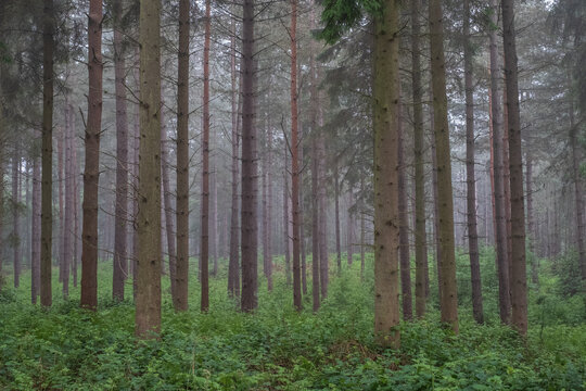 forest in the morning, Heath Warren Wood Hampshire, colourful woodland scenes