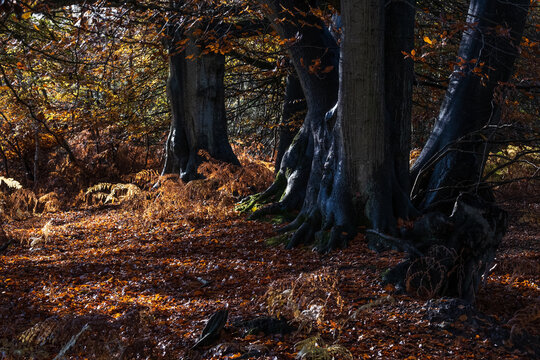 autumn in the forest, Heath Warren Wood Hampshire, colourful woodland scenes