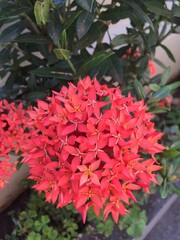 Fototapeta premium red flowers in the garden