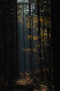 Heath Warren Wood Hampshire, colourful woodland scenes