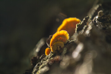 mushroom on tree
