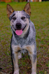 Rustic Heeler Kennel pupppy dog in park