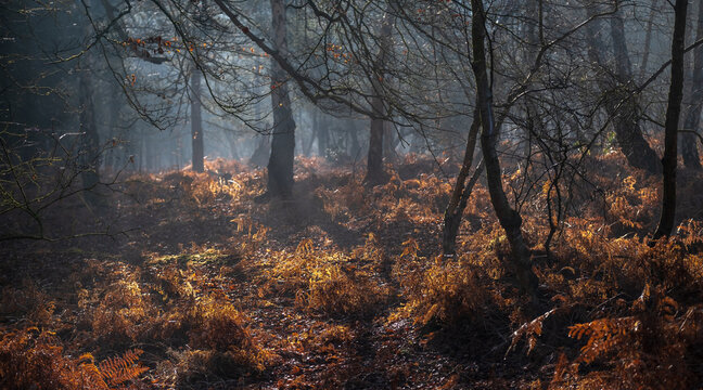 Heath Warren Wood Hampshire, colourful woodland scenes