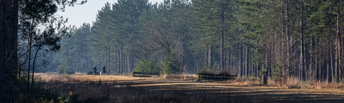 Heath Warren Wood Hampshire, colourful woodland scenes