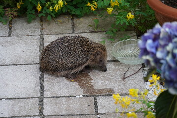 Kleiner Igel wach am Tag