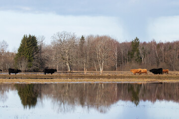 Highland cattle (Bos taurus) on a flooded meadow during the so called fifth season in Soomaa National Park, Estonia, Northern Europe. 