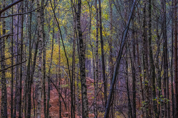 Heath Warren Wood Hampshire, colourful woodland scenes
