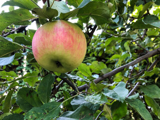 closeup a ripe apple on tree in summer
