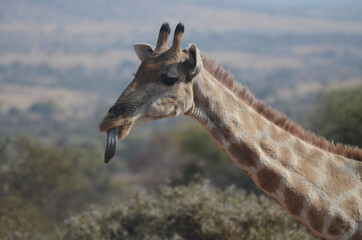 Giraffe has a long tongue