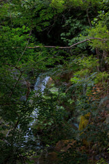 stream in the forest