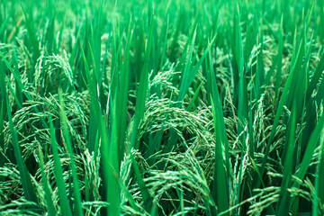 Obraz premium Close-up green rice field on a day in Indinesia.