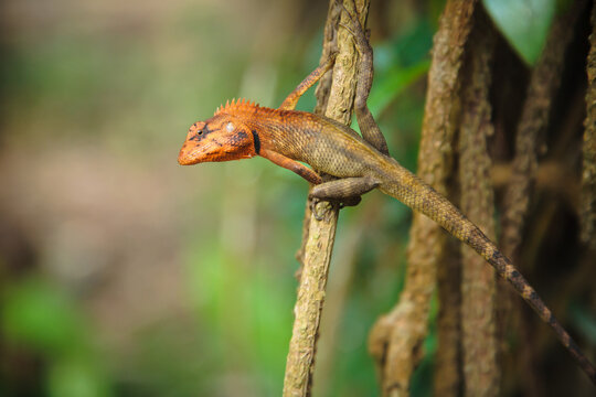 Funny orange lizard sitting on the tree branch on the blurred background