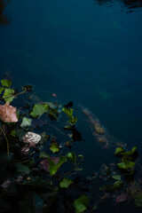 green leaves and water