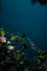 green leaves and water