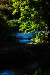 river in the forest