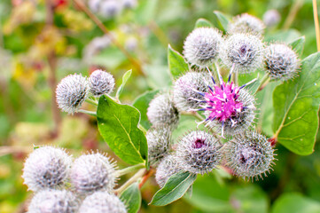 Beautiful flower of purple thistle. Pink flowers of burdock burdock. Burdock thorny flower...