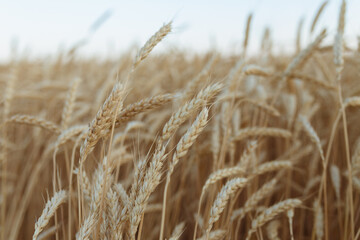 golden wheat field
