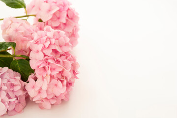 Pink hydrangea frame, flowers on white background
