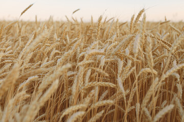 golden wheat field
